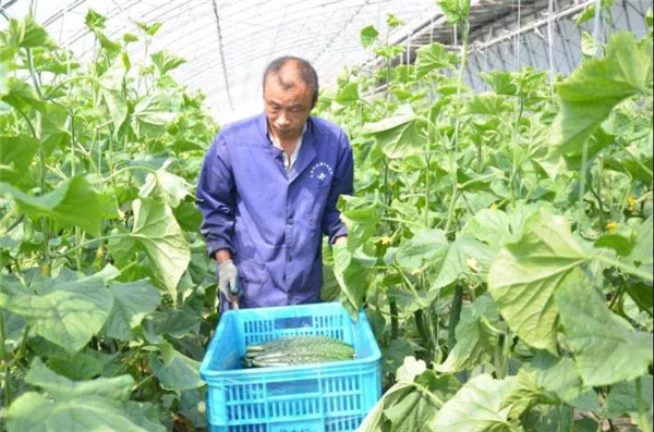 《河北日报》重点报道丨藁城区：一条黄瓜产业链，一年产值一亿八_Kaiyun官方网(图1)