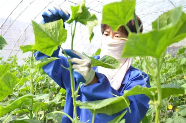 《河北日报》重点报道丨藁城区：一条黄瓜产业链，一年产值一亿八_Kaiyun官方网(图3)