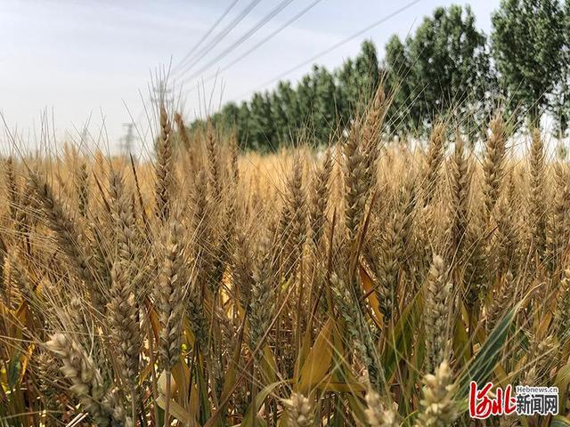 河北石家庄市藁城区强筋麦全产业链模式助农增收|米乐M6官网首页