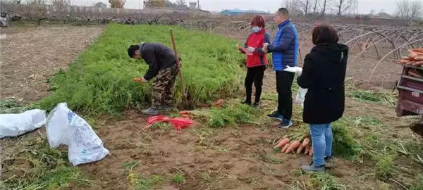 【“三创四建”活动】 藁城区农业农村局多措并举落实农产品安全